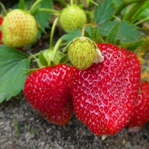 Jahoda (Fragaria x ananassa) ´HONEOYE´ jarná - multipaletka (10ks)